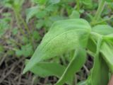 Cerastium nemorale. Лист, поражённый грибом Peronospora conferta(?). Краснодарский край, Кавказский р-н, окр. ст-цы Темижбекская, береговой склон р. Кубань. 27.04.2021.