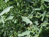 род Atriplex