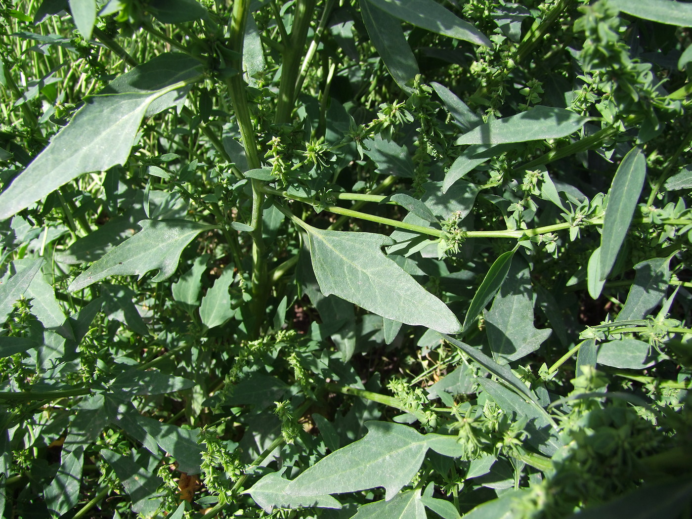 Image of genus Atriplex specimen.