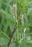 Carex hirta