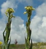 Turritis glabra. Верхушка цветущего растения. Крым, гора Чатыр-Даг, нижнее плато, степной склон. 30.05.2021.