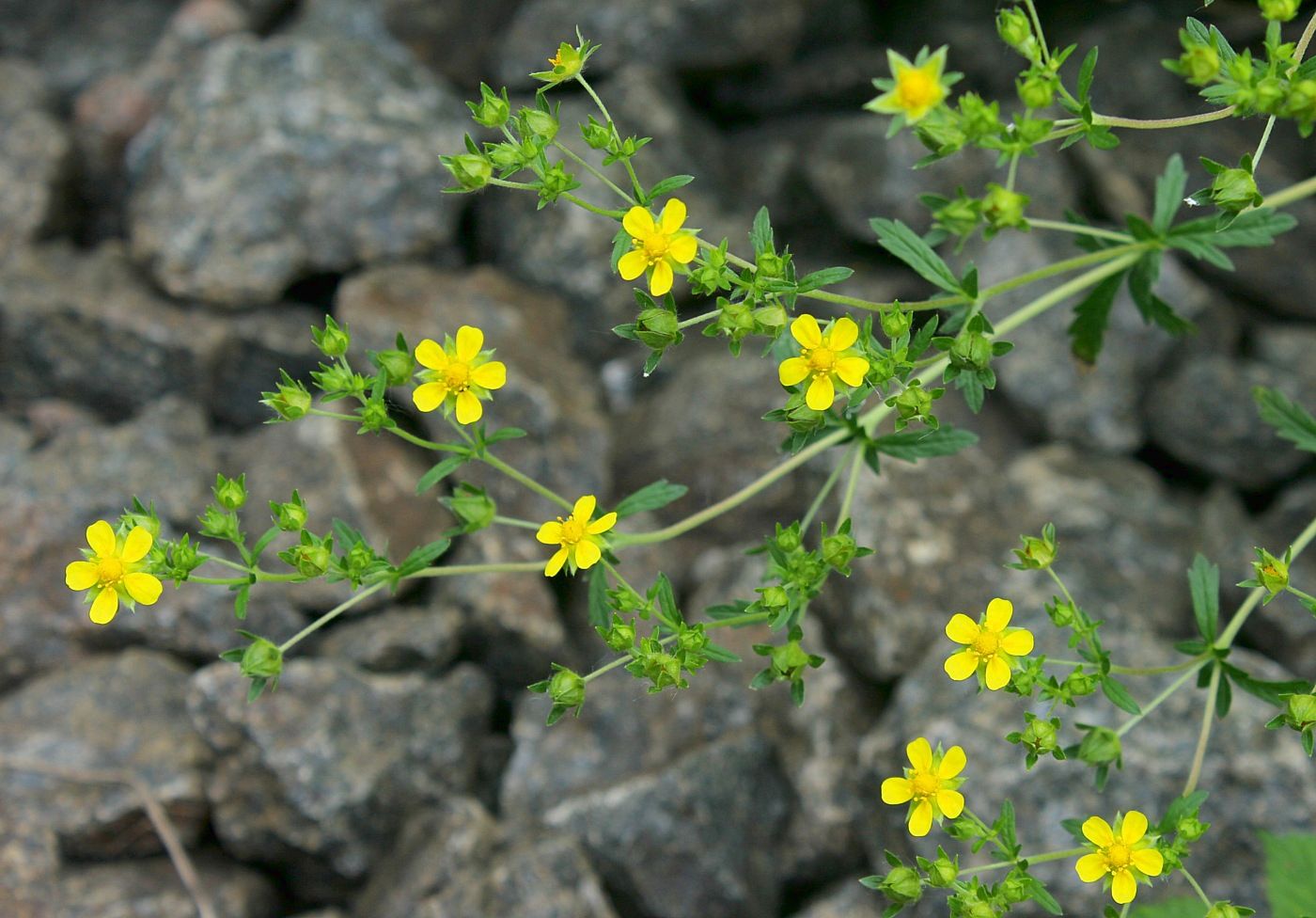 Изображение особи Potentilla intermedia.