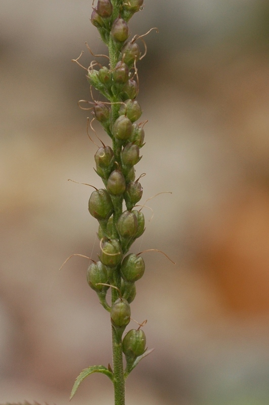 Image of Veronica longifolia specimen.