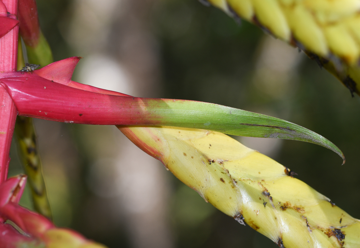 Image of Tillandsia fendleri specimen.