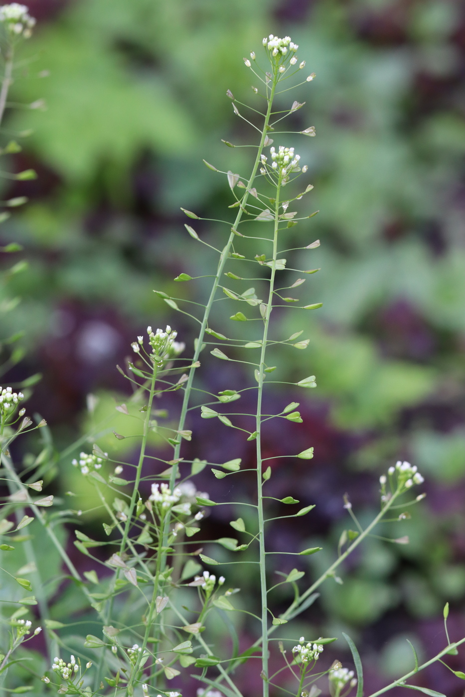 Изображение особи Capsella bursa-pastoris.