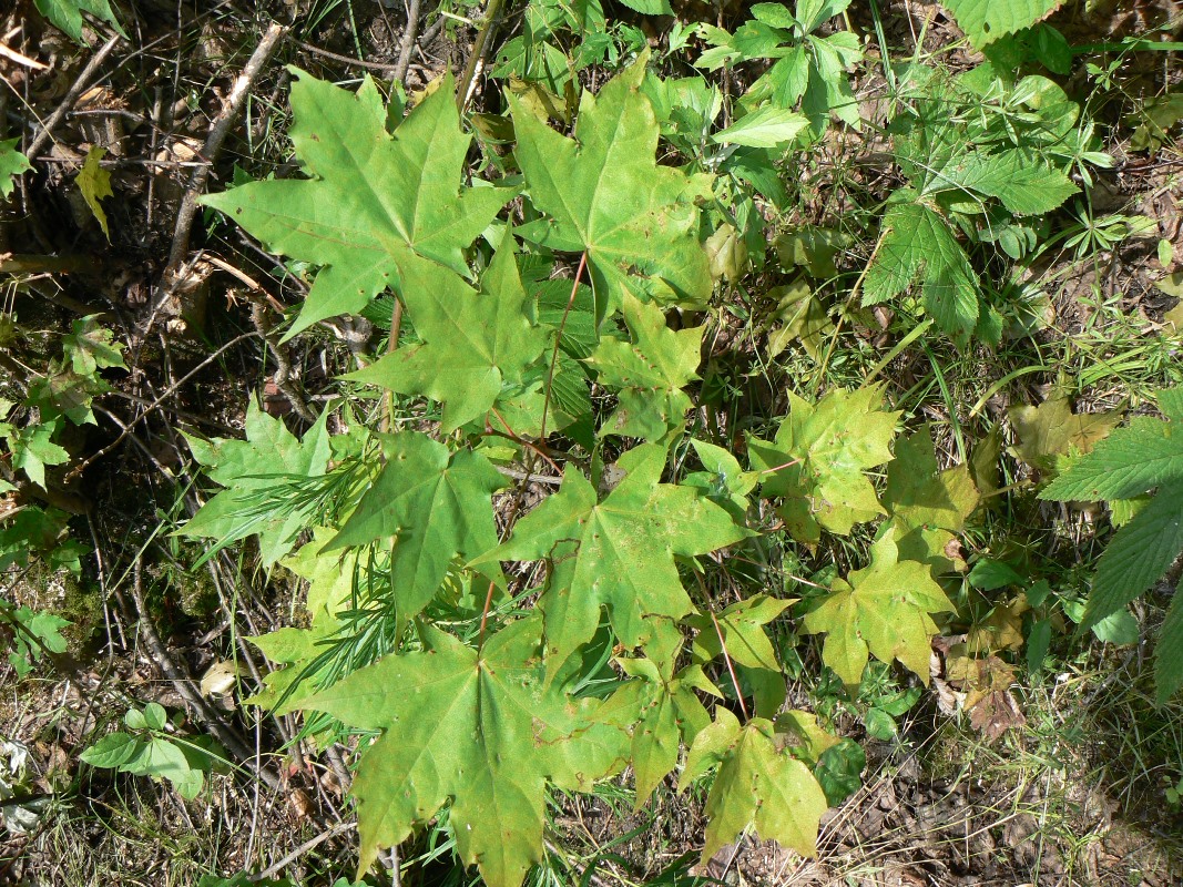 Image of Acer mono specimen.