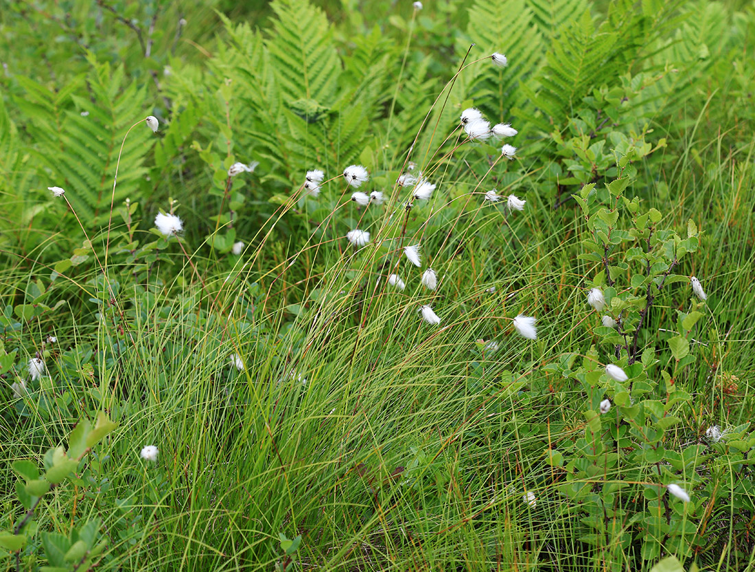 Image of Eriophorum vaginatum specimen.