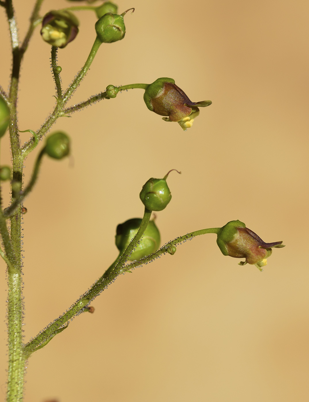 Image of Scrophularia alpestris specimen.