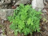 Chelidonium asiaticum