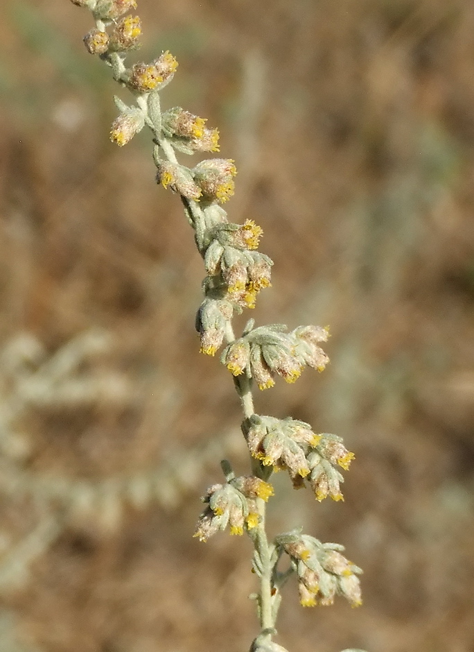 Image of Artemisia austriaca specimen.