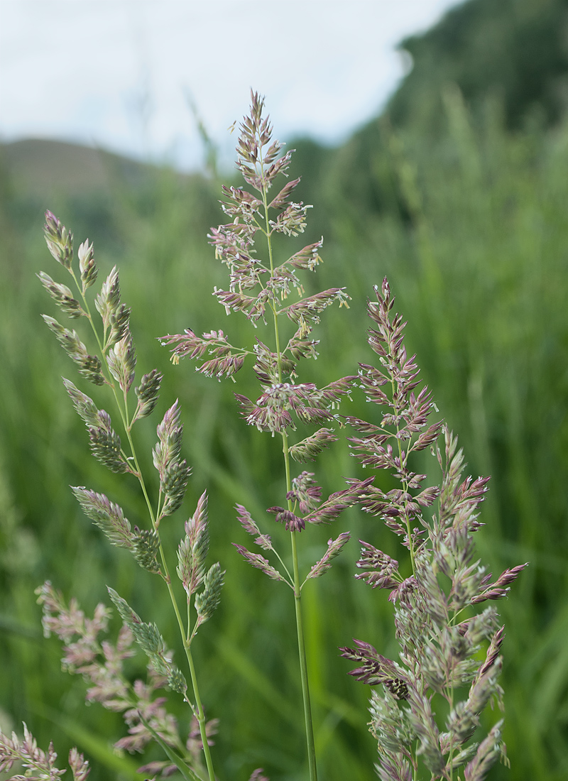 Image of Phalaroides arundinacea specimen.