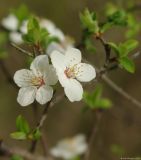 Prunus cerasifera ssp. caspica