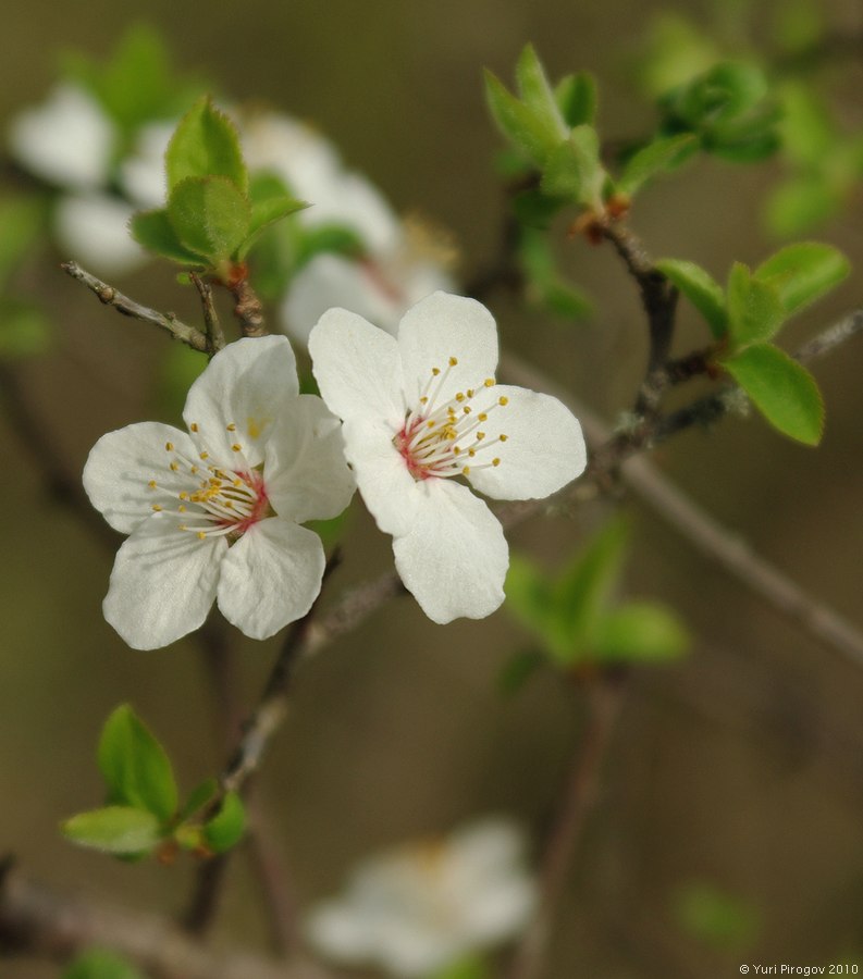 Изображение особи Prunus cerasifera ssp. caspica.