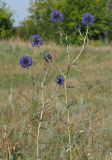 Echinops saksonovii