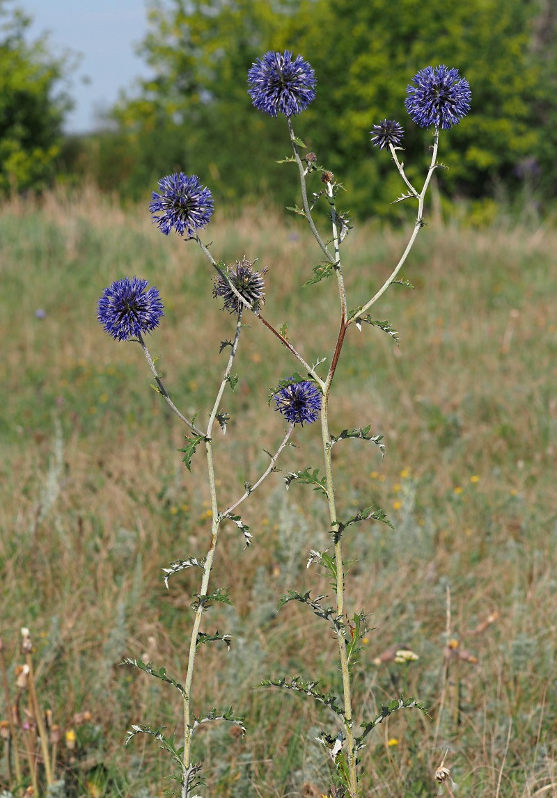 Изображение особи Echinops saksonovii.