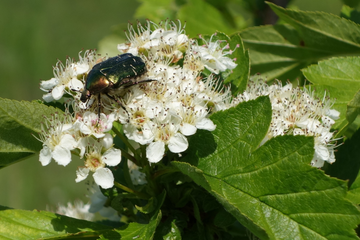 Изображение особи Sorbus intermedia.