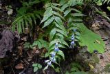 Gentiana schistocalyx