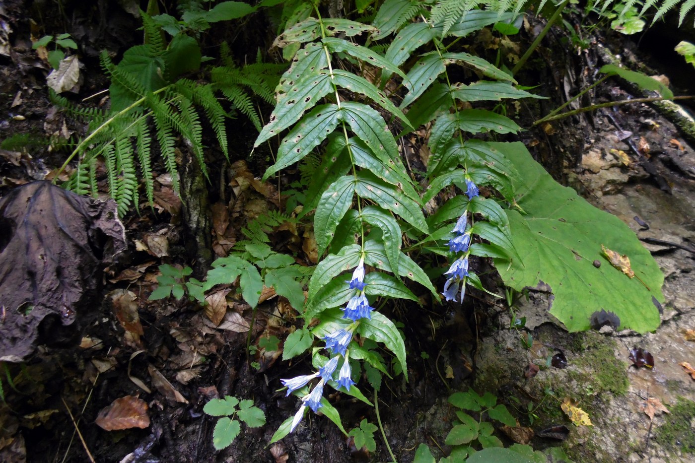 Image of Gentiana schistocalyx specimen.