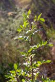 genus Pistacia. Побег молодого растения. Израиль, лес Бен-Шемен. 04.07.2020.