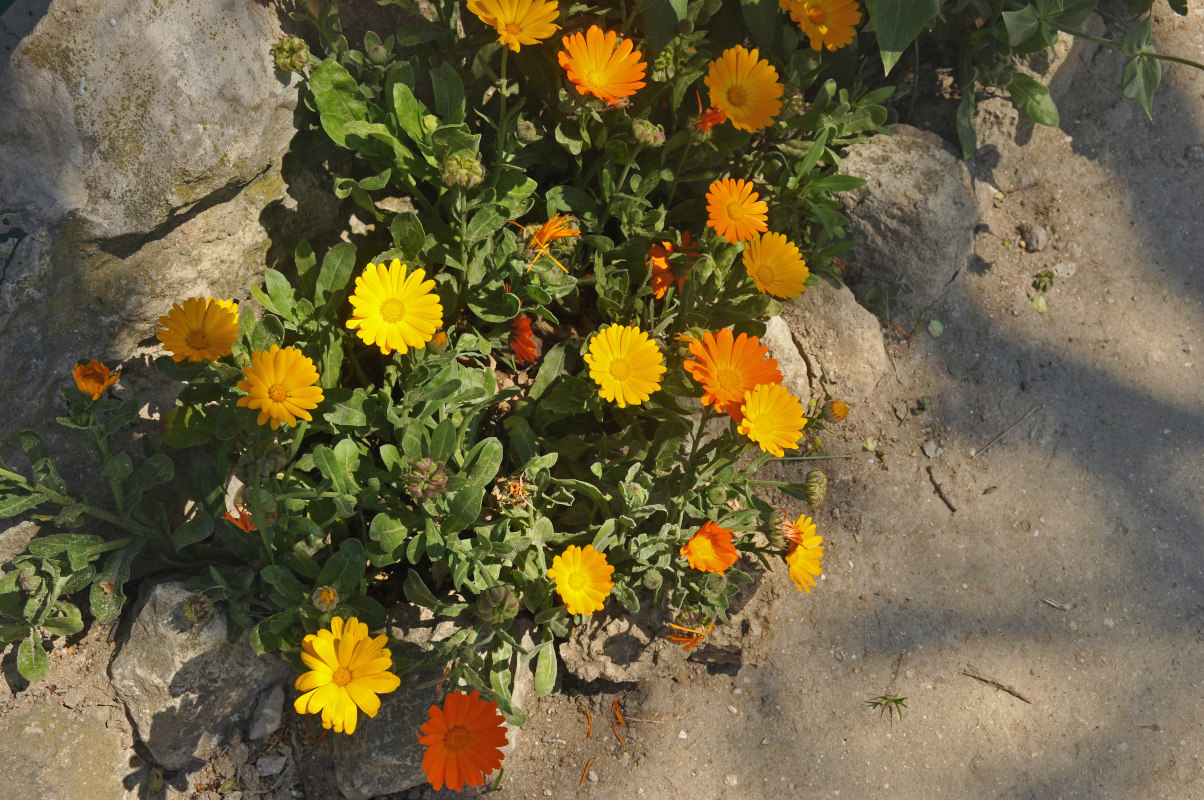 Image of Calendula officinalis specimen.