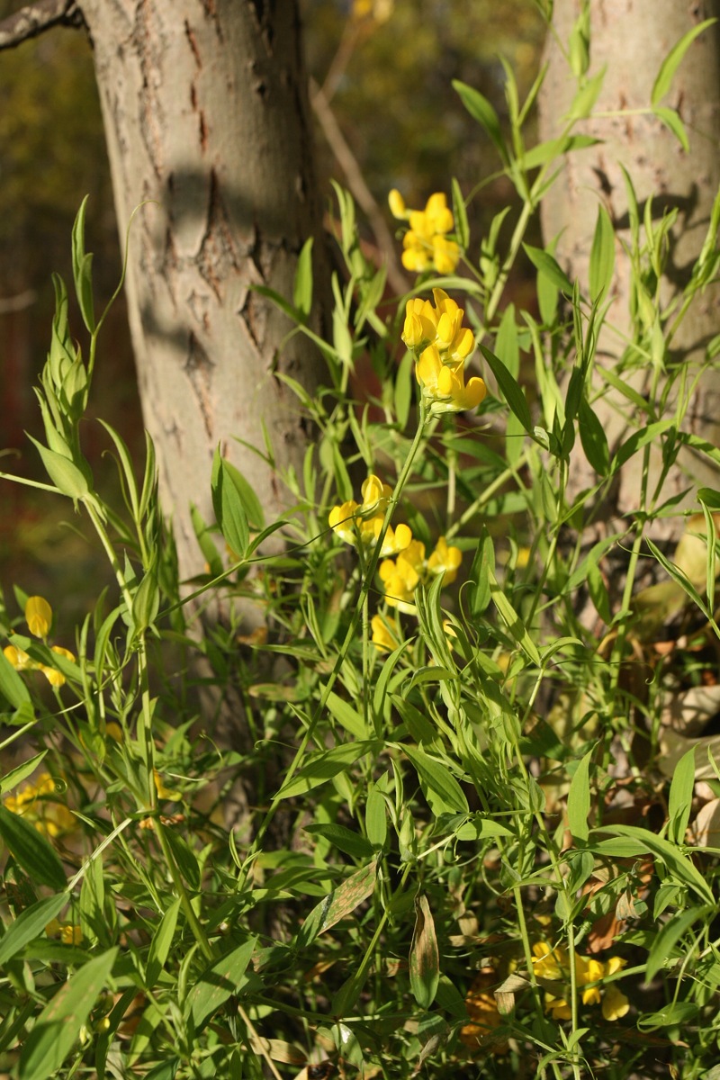 Image of Lathyrus pratensis specimen.