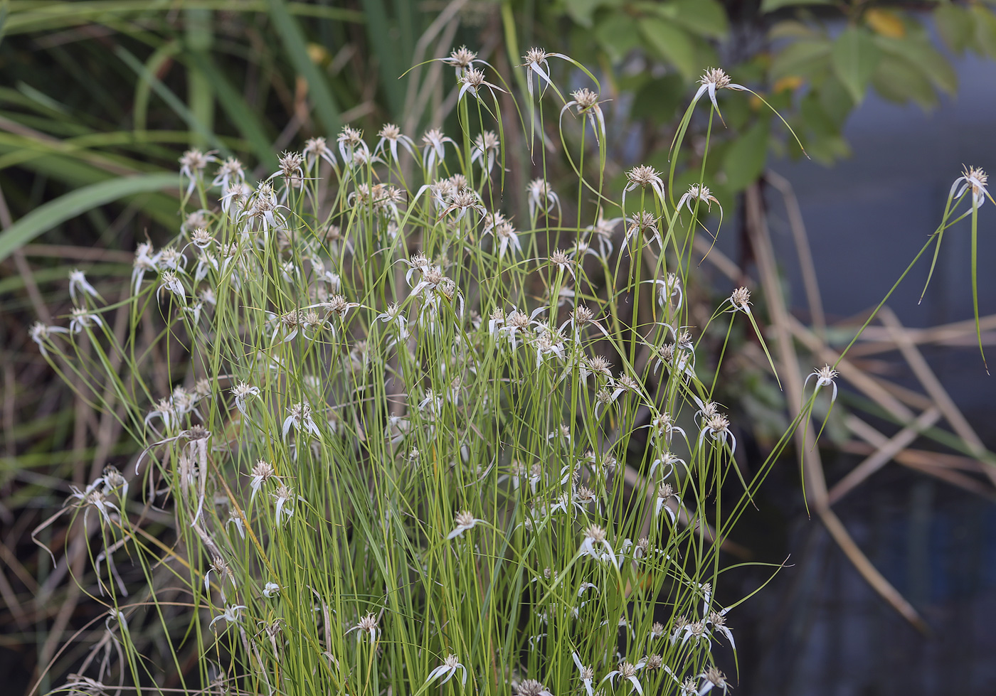 Image of Rhynchospora latifolia specimen.