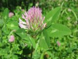 Trifolium pratense