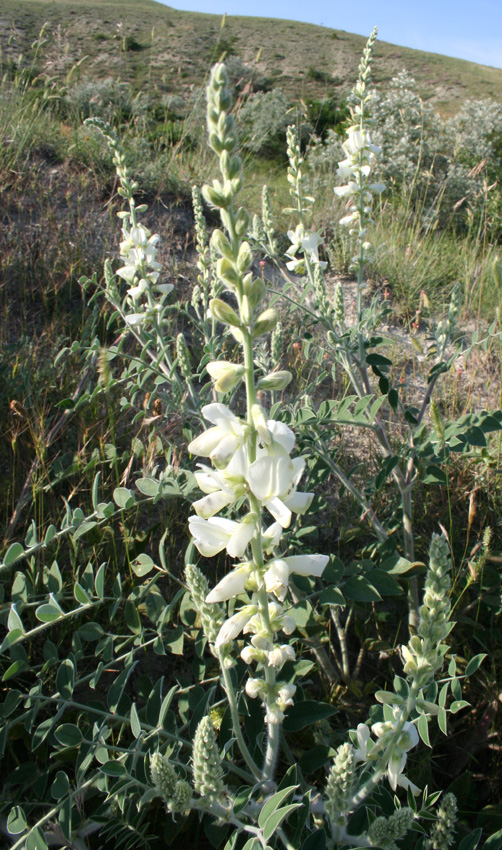 Image of Onobrychis pallasii specimen.