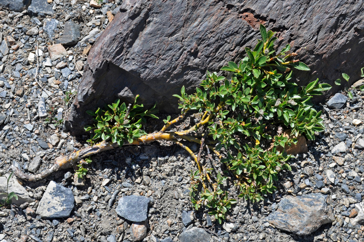 Image of genus Salix specimen.