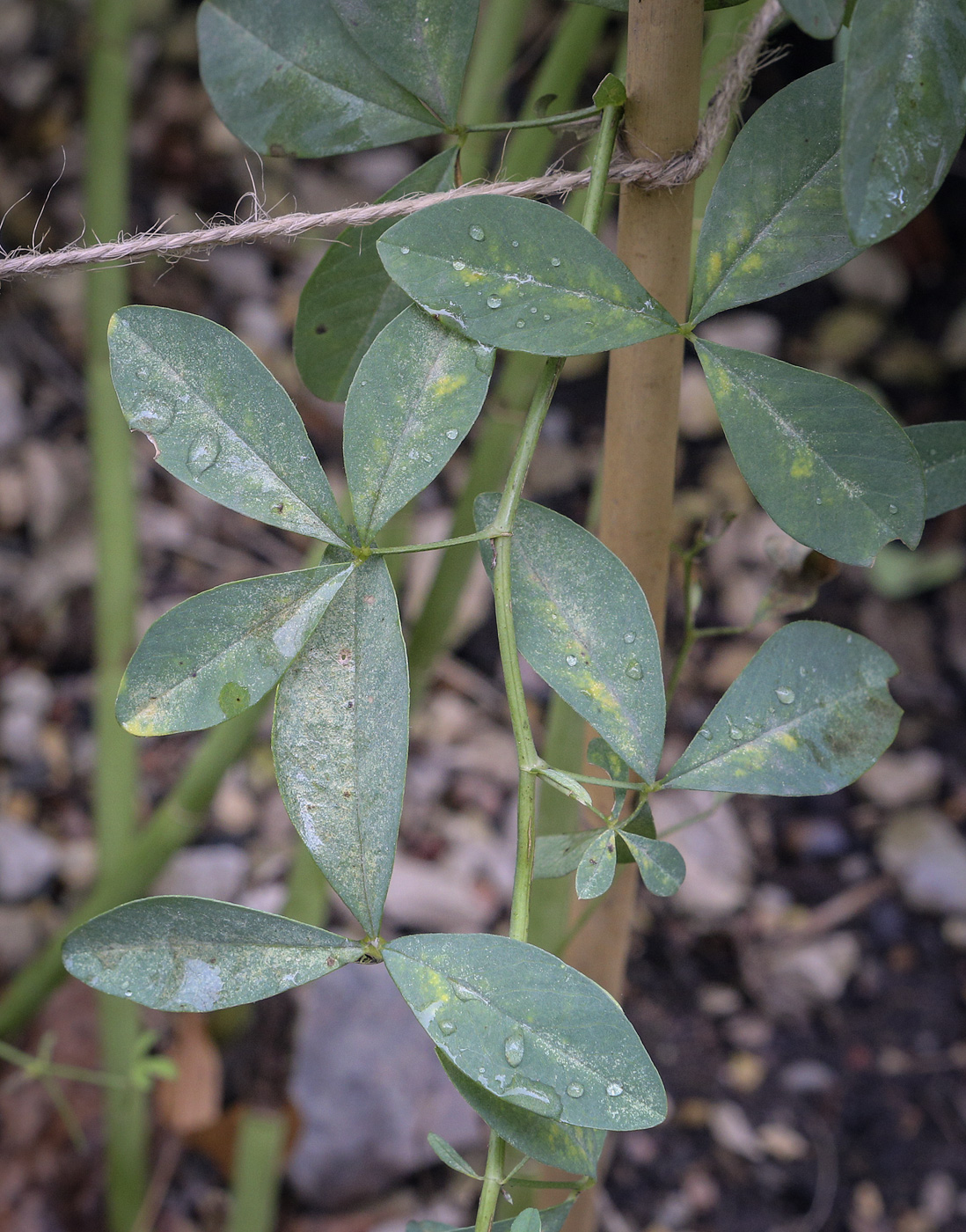 Изображение особи Thermopsis lanceolata.