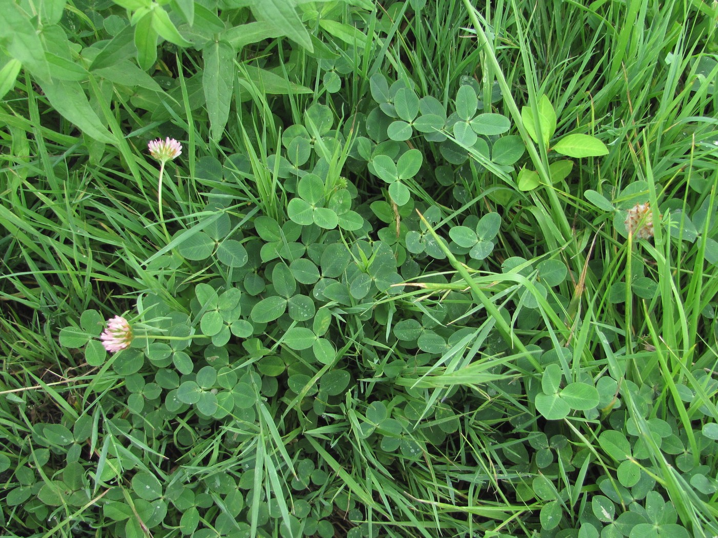 Image of Trifolium bonannii specimen.