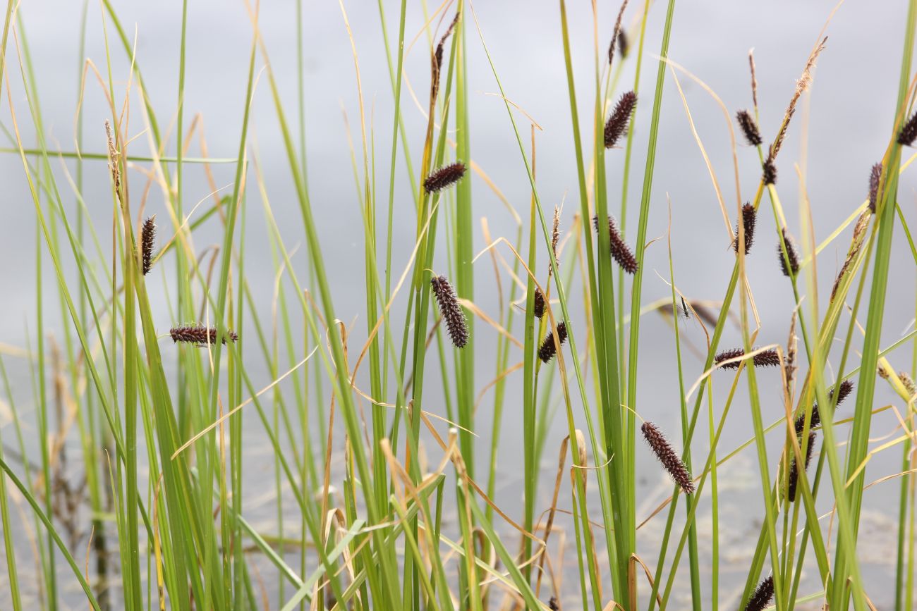 Image of genus Carex specimen.