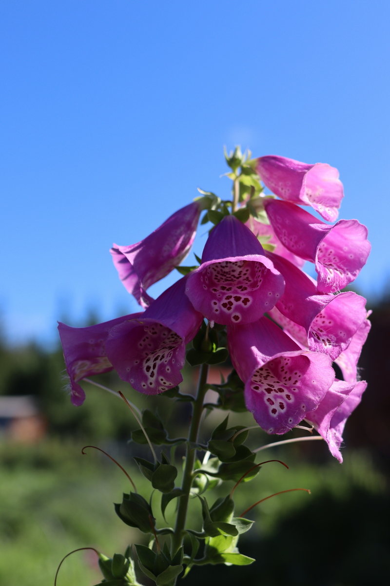 Image of Digitalis purpurea specimen.