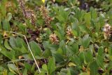 genus Salix