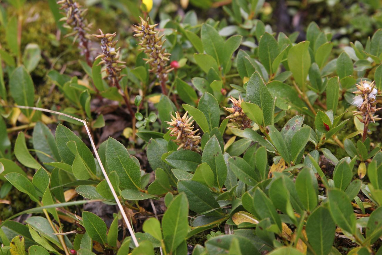 Image of genus Salix specimen.