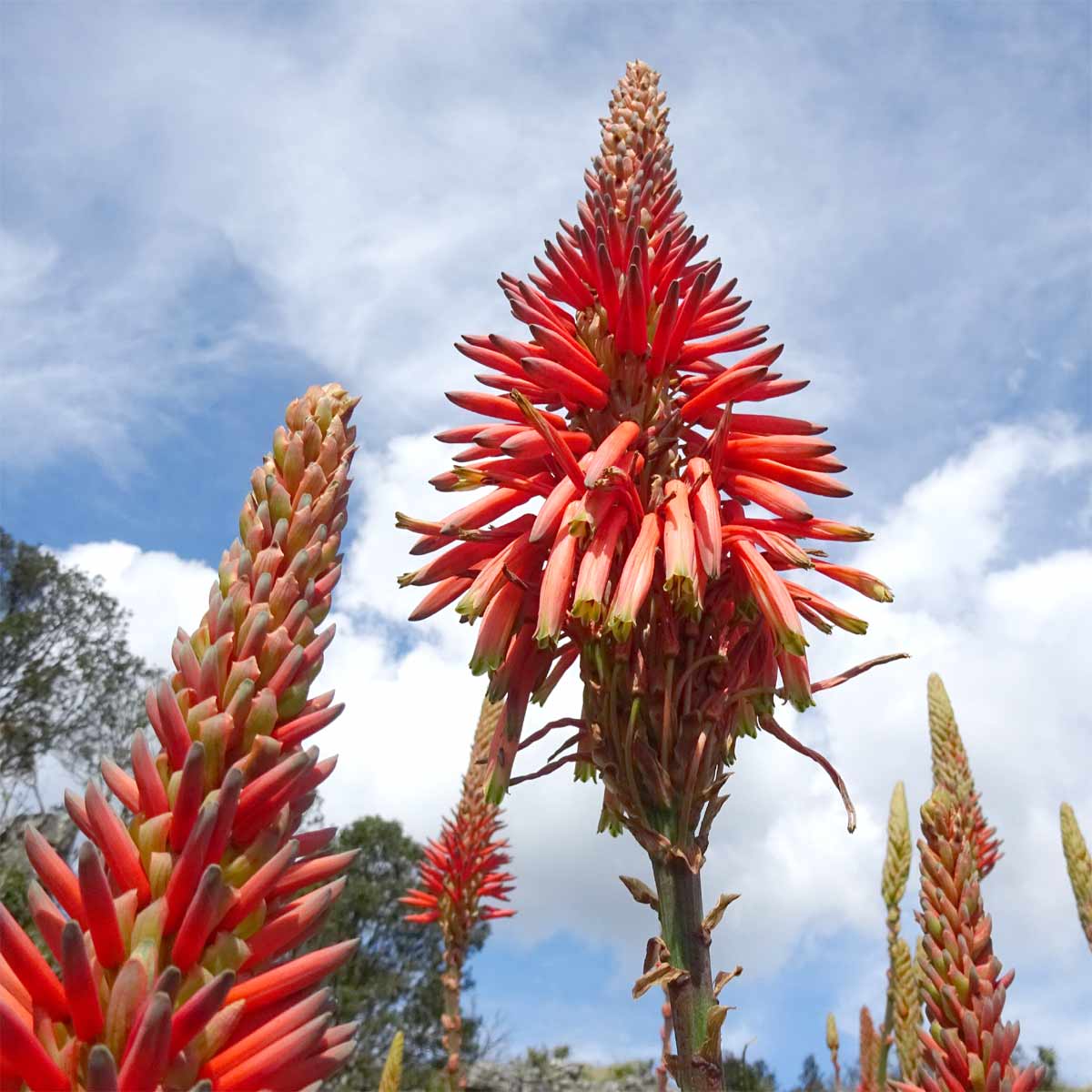 Image of Aloe arborescens specimen.