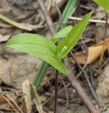 Maianthemum bifolium