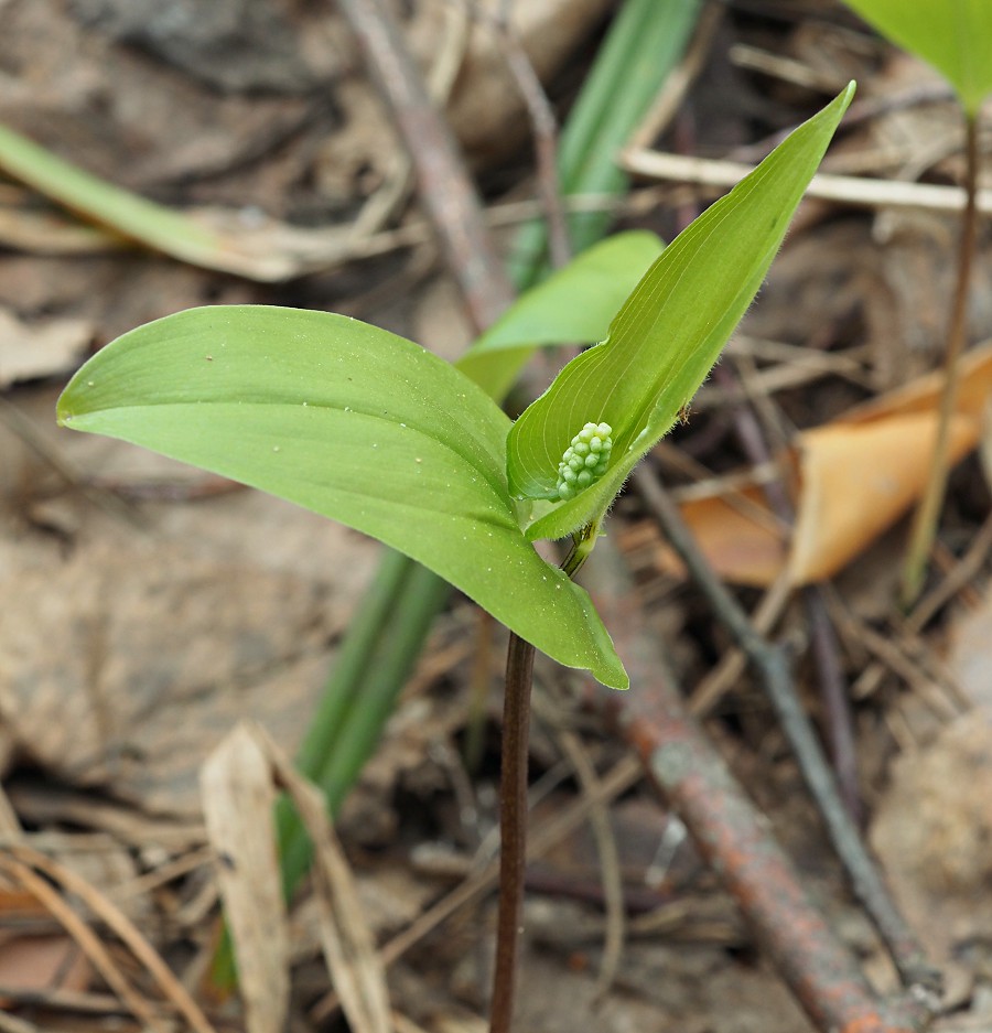 Изображение особи Maianthemum bifolium.