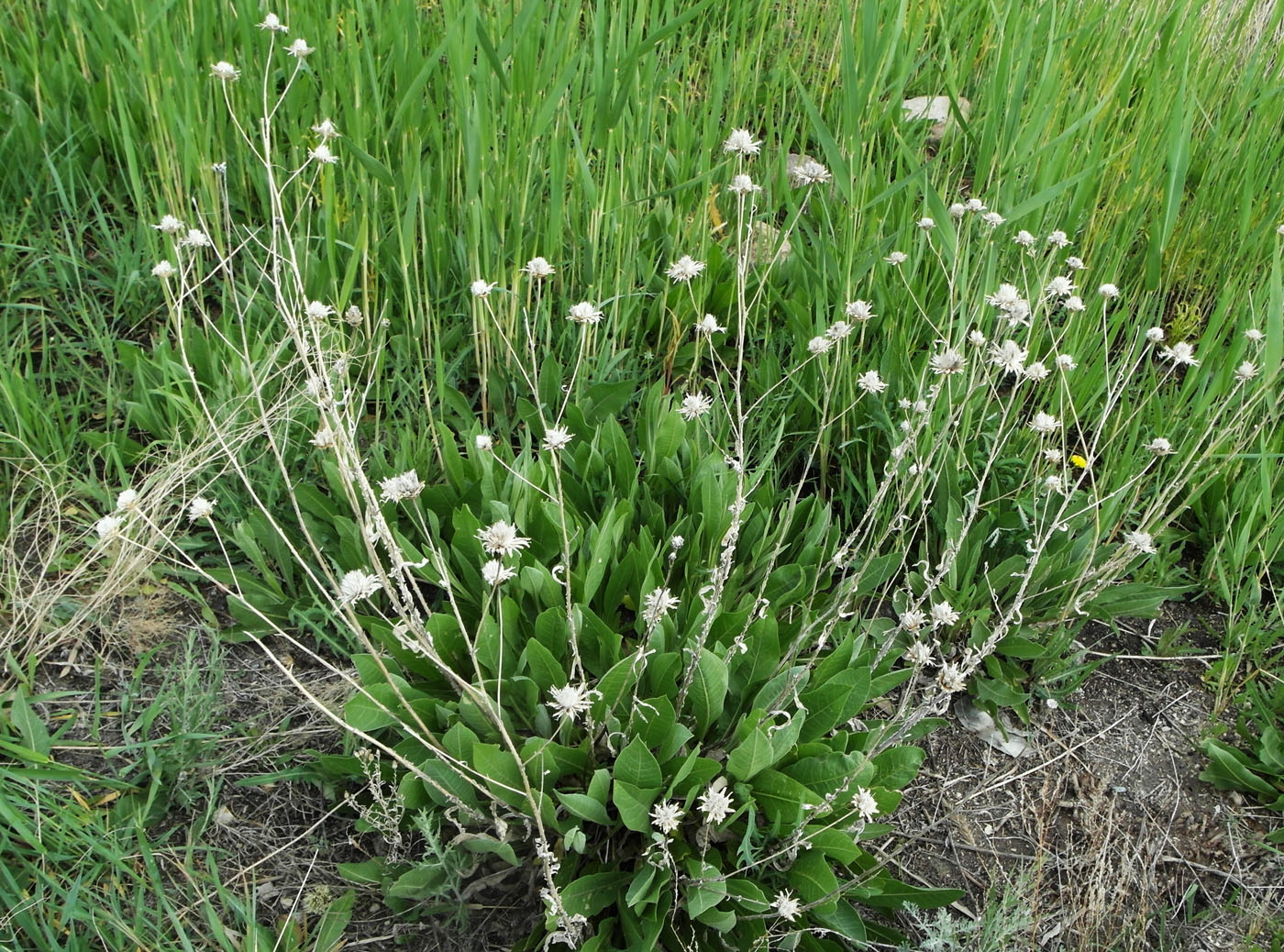 Изображение особи семейство Asteraceae.