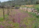Silene aegyptiaca