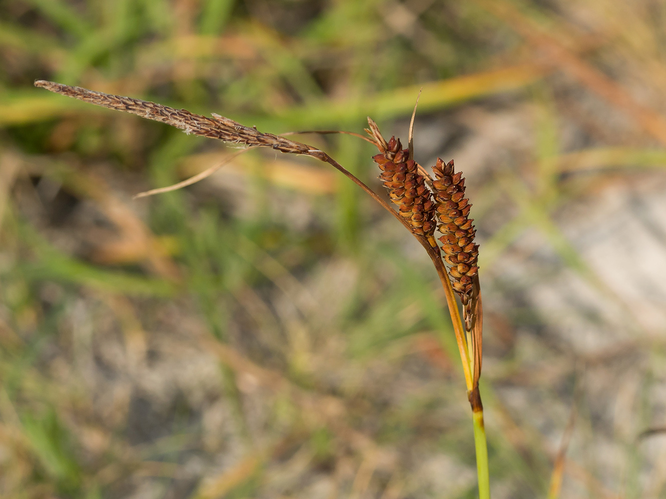 Изображение особи Carex cuspidata.