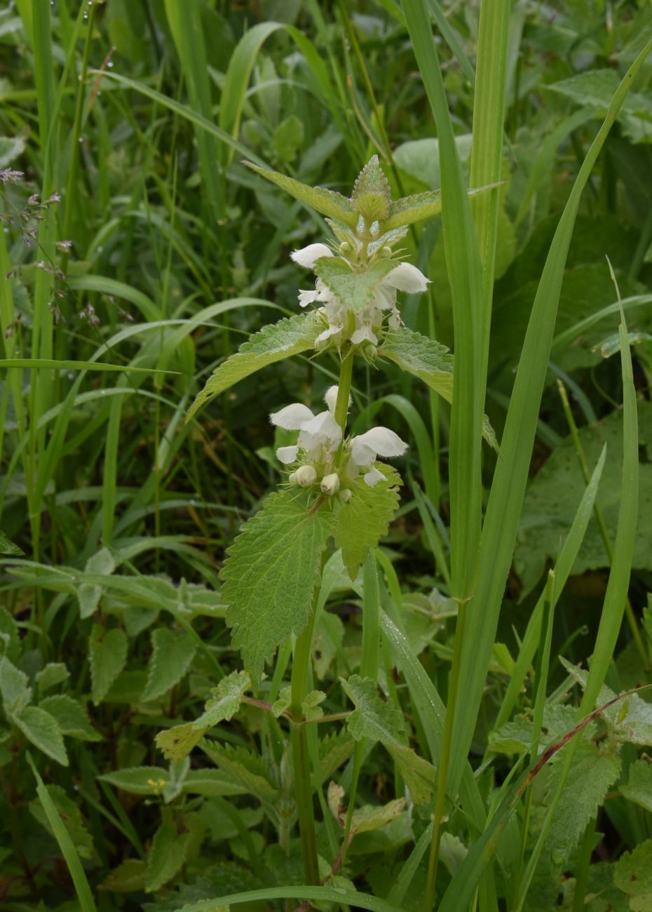 Image of Lamium album specimen.