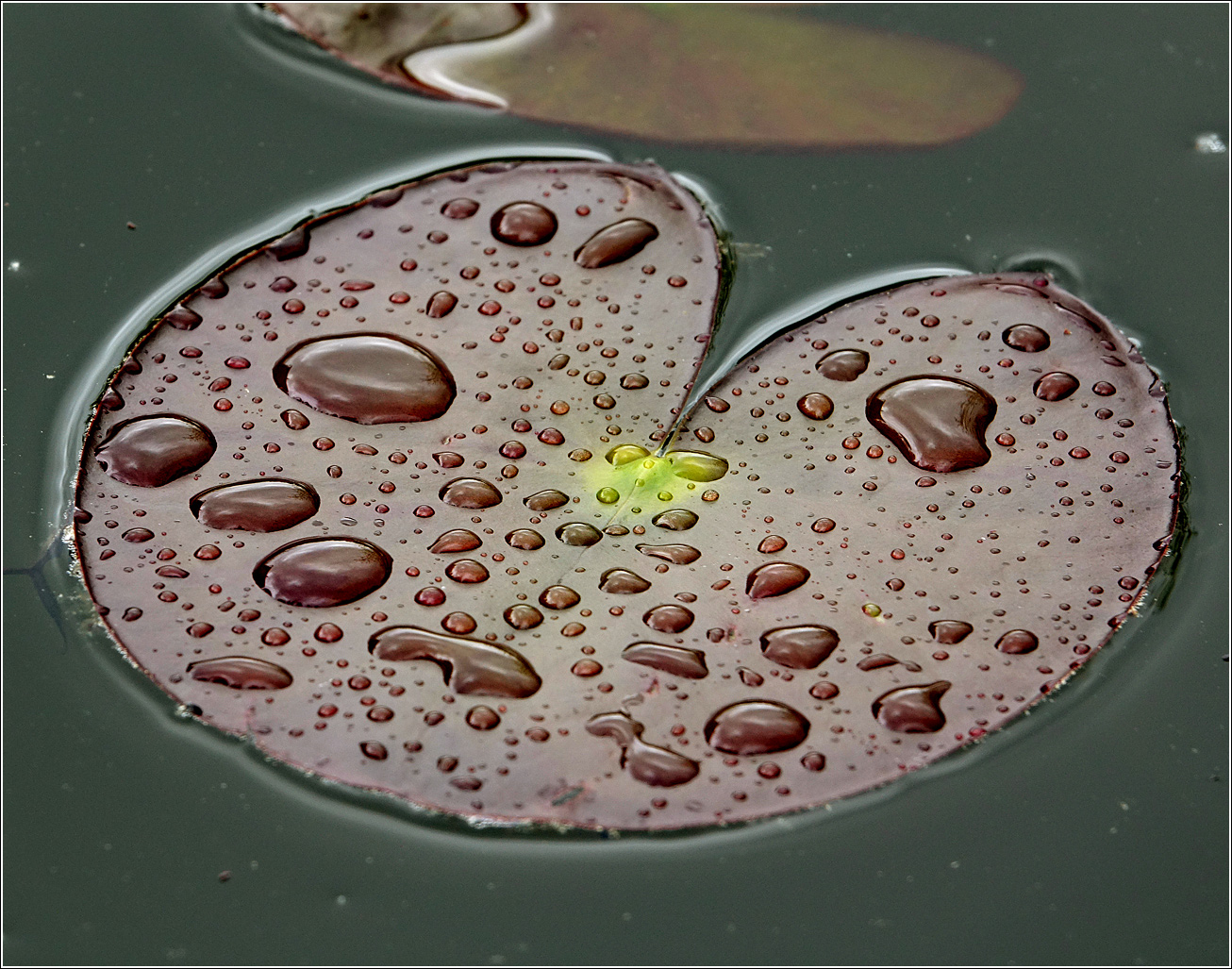 Image of Nymphaea candida specimen.