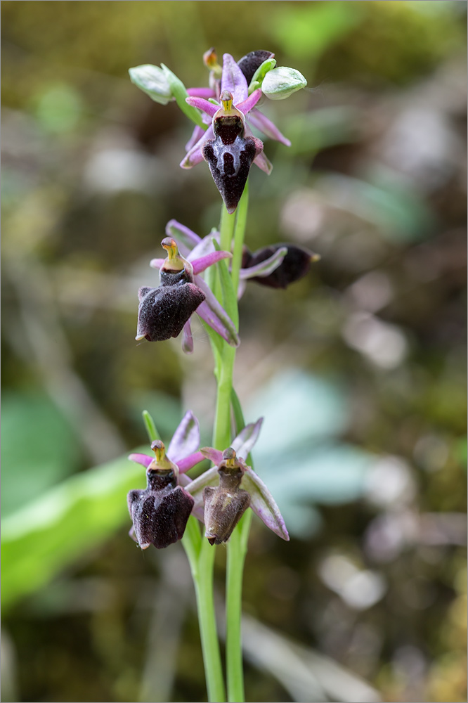 Изображение особи Ophrys mammosa ssp. caucasica.