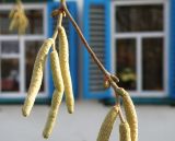 Corylus avellana. Мужские соцветия. Краснодарский край, Кущёвский р-н, станица Шкуринская, палисадник. 17.11.2010.