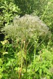 Valeriana officinalis