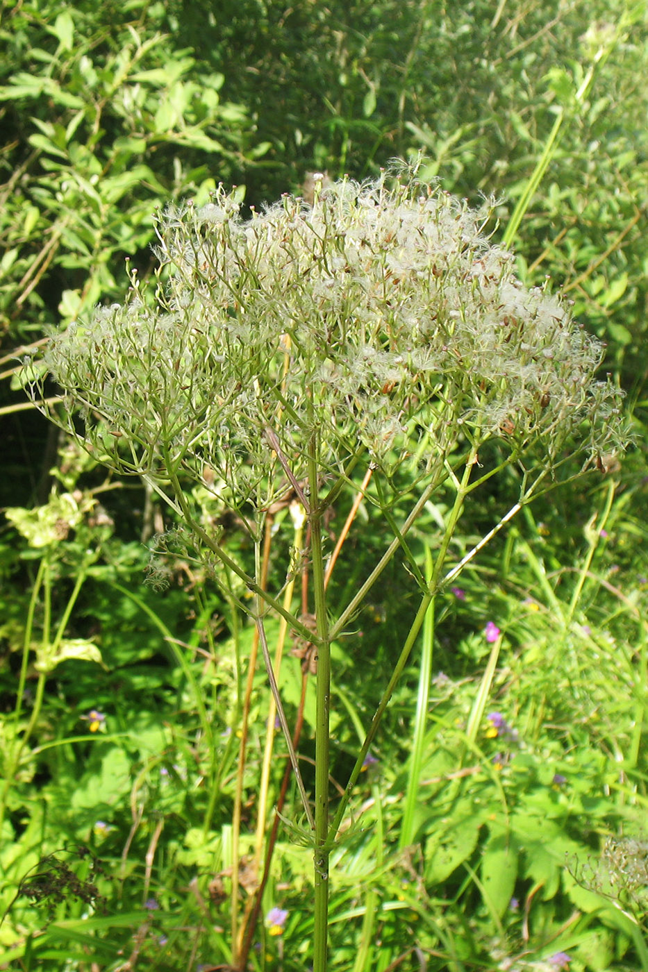 Image of Valeriana officinalis specimen.