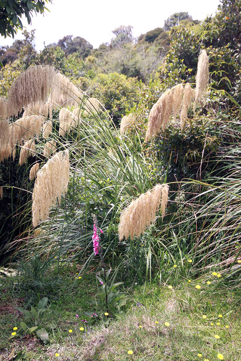 Изображение особи род Miscanthus.