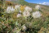 Cirsium obvallatum