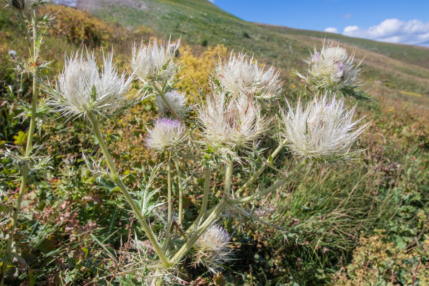 Изображение особи Cirsium obvallatum.